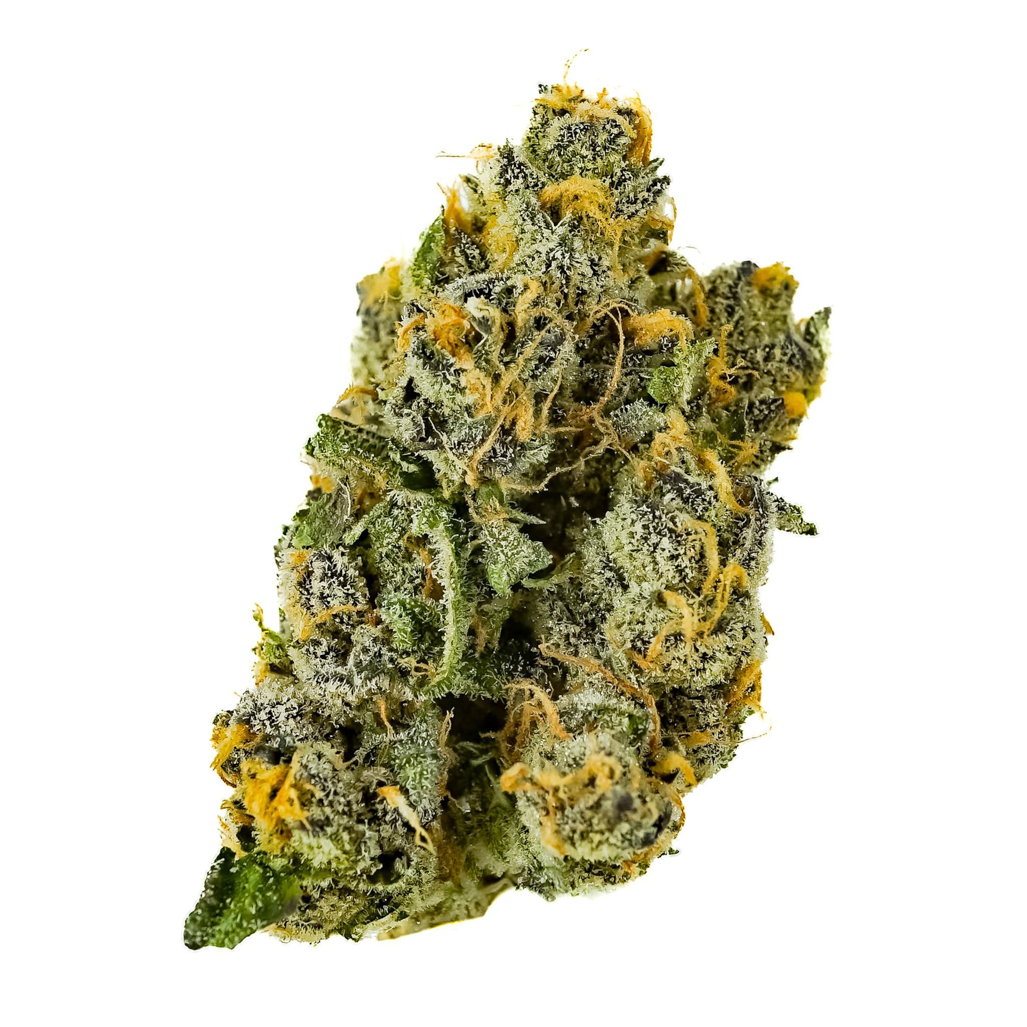 Photograph of product: Pruf Cultivar Gumi #9 - 28g