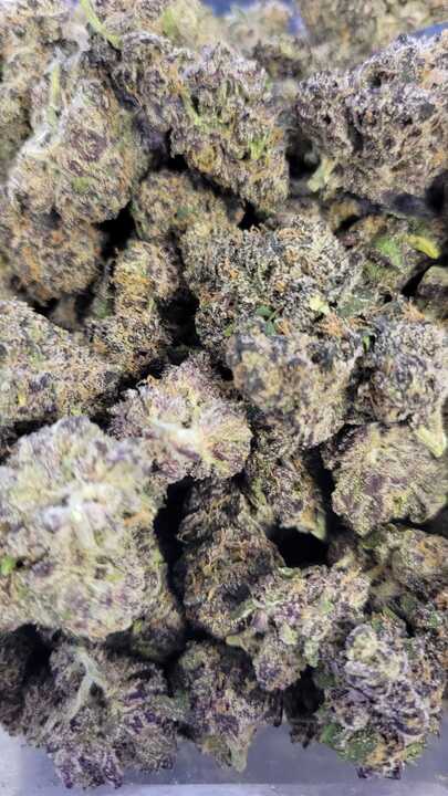 Photograph of product: Vice City (Gud Gardens)