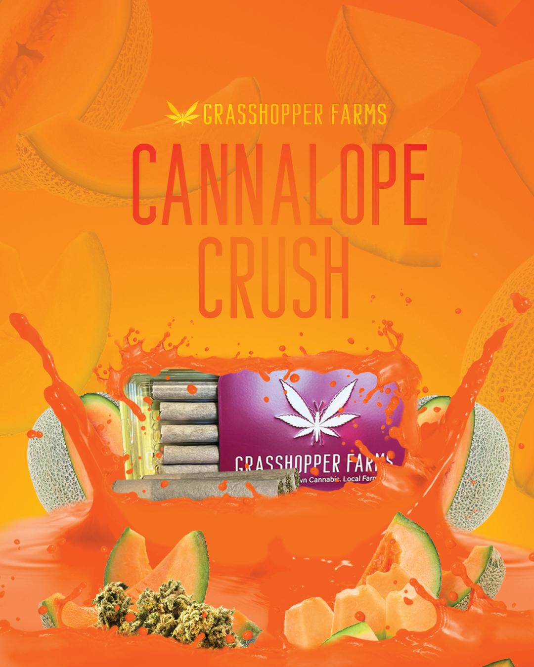 Photograph of product: Cannalope Crush | 1G Infused Prerolls 5PK