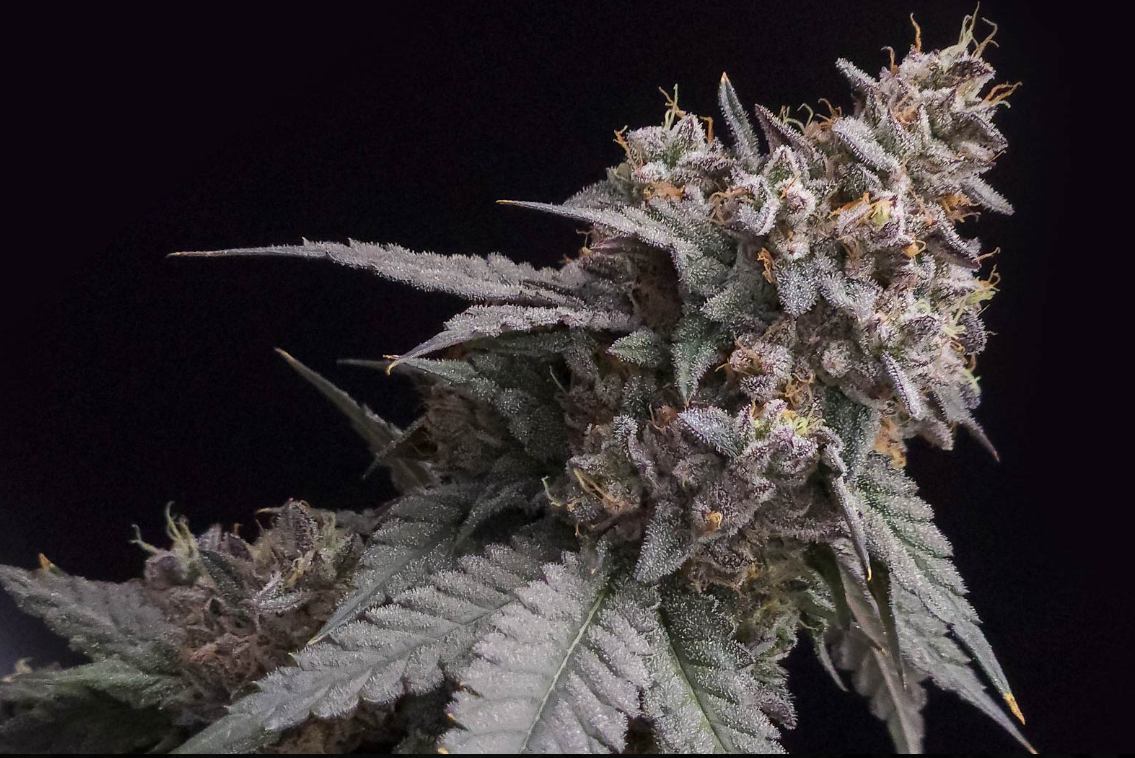 Photograph of product: Cherry Pie | 3.5g