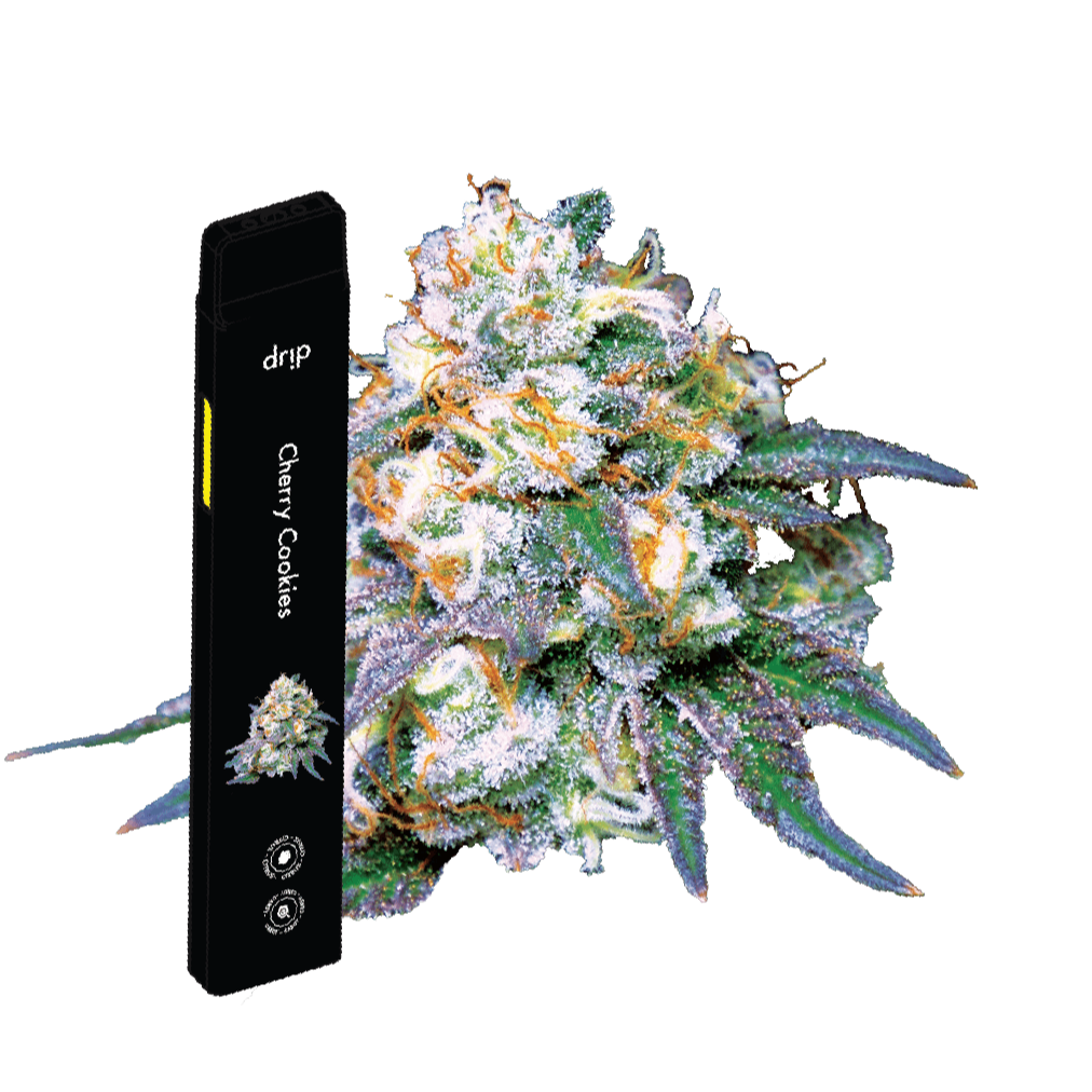 Photograph of product: All-In-One Big Ripper Vape : Cherry Cookies (Hybrid) : Crude Boys