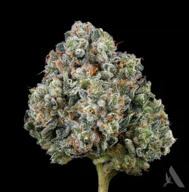 Photograph of product: Sunshine Daydream Flower 3.5g (C0090000438)