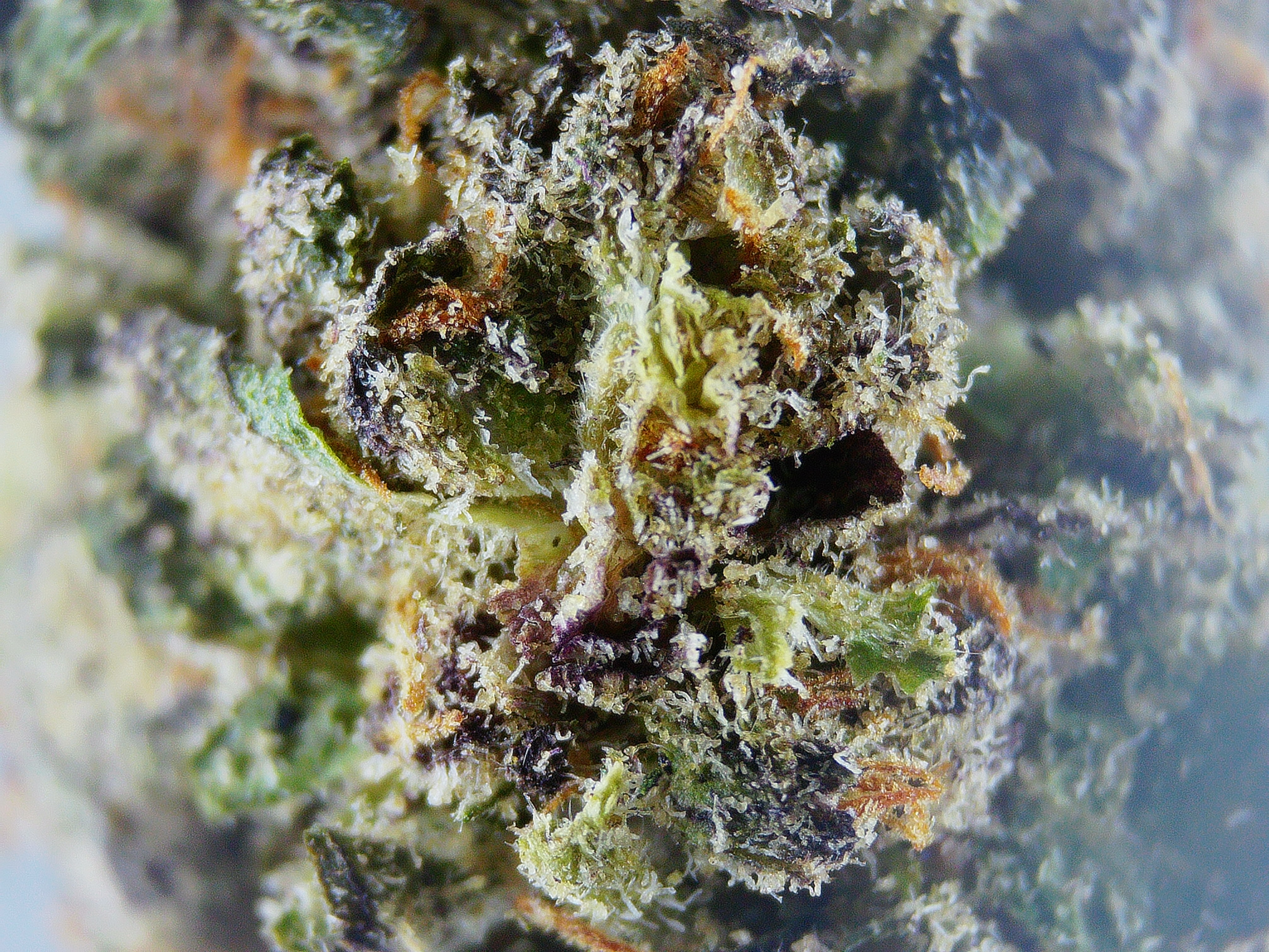 Photograph of product: Bog Brook Cream Pie - 3.5g