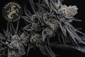 Photograph of product: Purple Milk (22.88%) - Kaprikorn - 14g