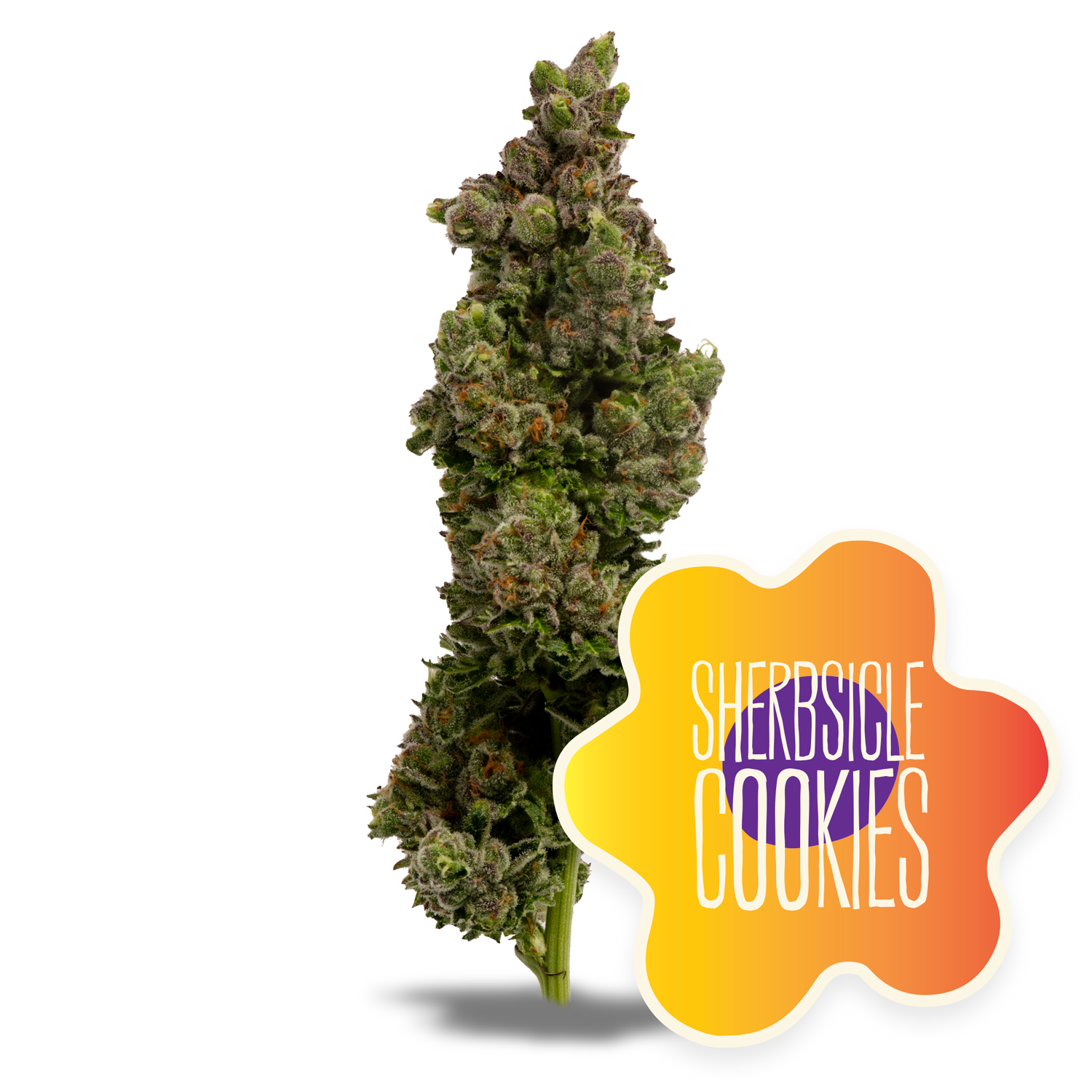 Photograph of product: Sherbsicle Cookies 3.5g - District Oui'd (Pre-Pack)