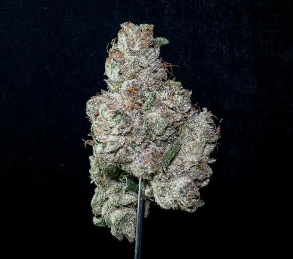 Photograph of product: 3.5g Runtz Banger
