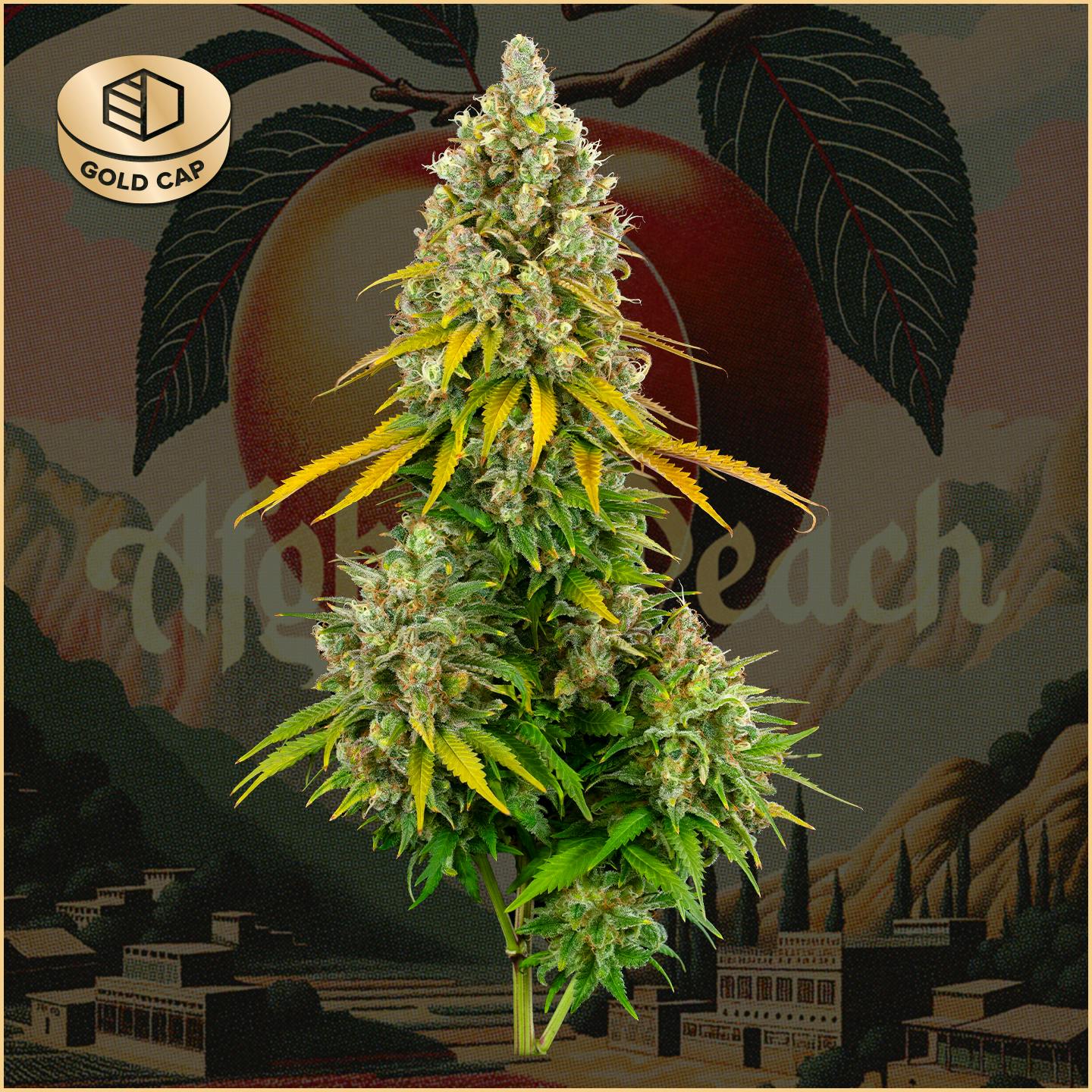 Photograph of product: Afghan Peach