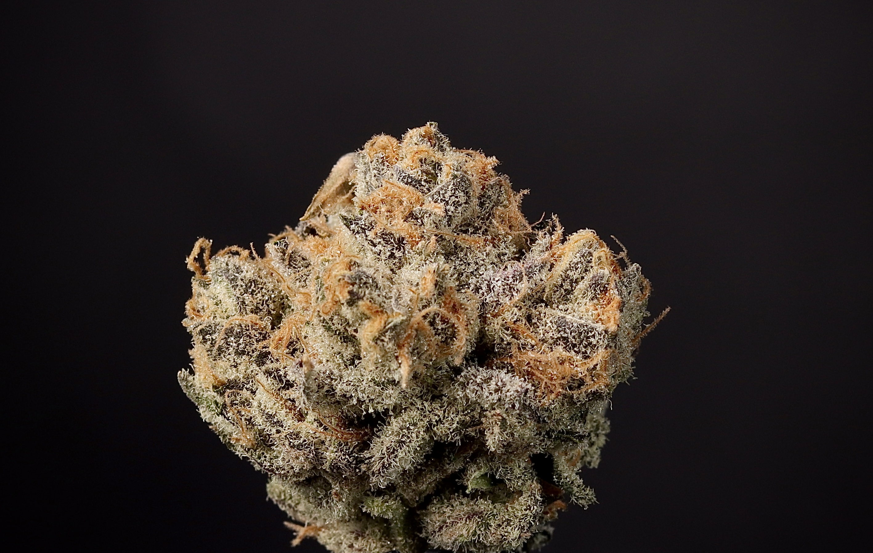 Photograph of product: Citron Cookies - Landrace Oui'd Co. - 14g