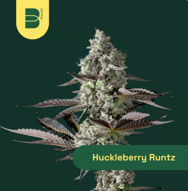 Photograph of product: Huckleberry Runtz Preroll | 1g