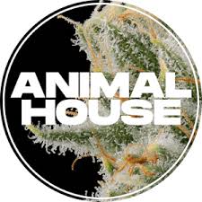 Photograph of product: Animal House | Governmint Oasis | Smalls | Flower | 5g