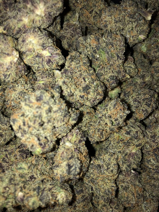 Photograph of product: Jack Murphy Smalls SEEDS (Hotbox Farms)