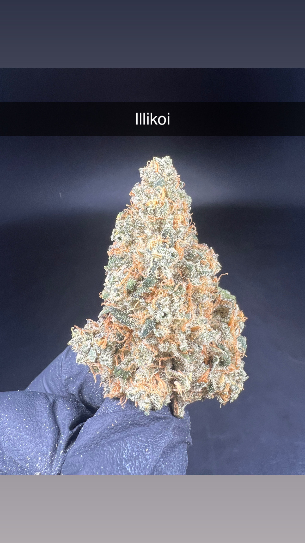 Photograph of product: Illikoi - Flower - Hybrid - 28g