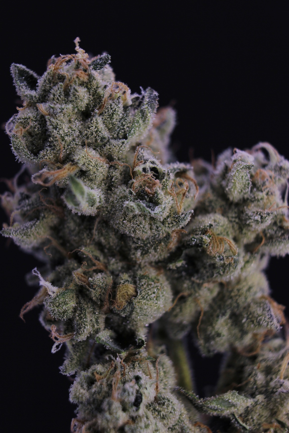 Photograph of product: Slurricane - 28g