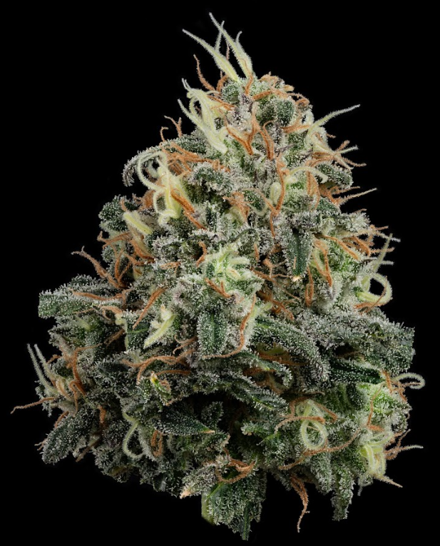 Photograph of product: Papaya Splash Preroll