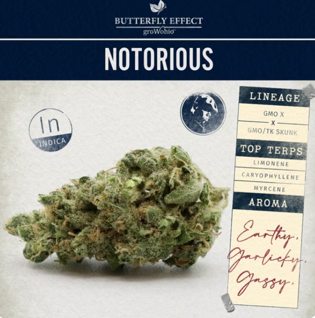 Photograph of product: Notorious 28.3g
