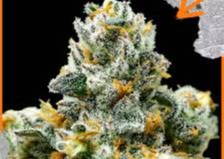 Photograph of product: Flower | Detroit Muscle | Green Castle - 28g