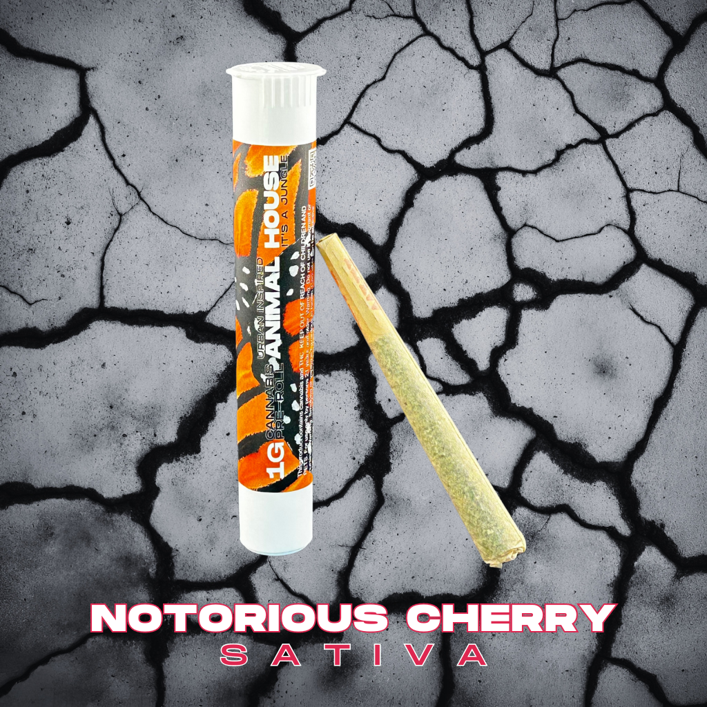 Photograph of product: Notorious Cherry