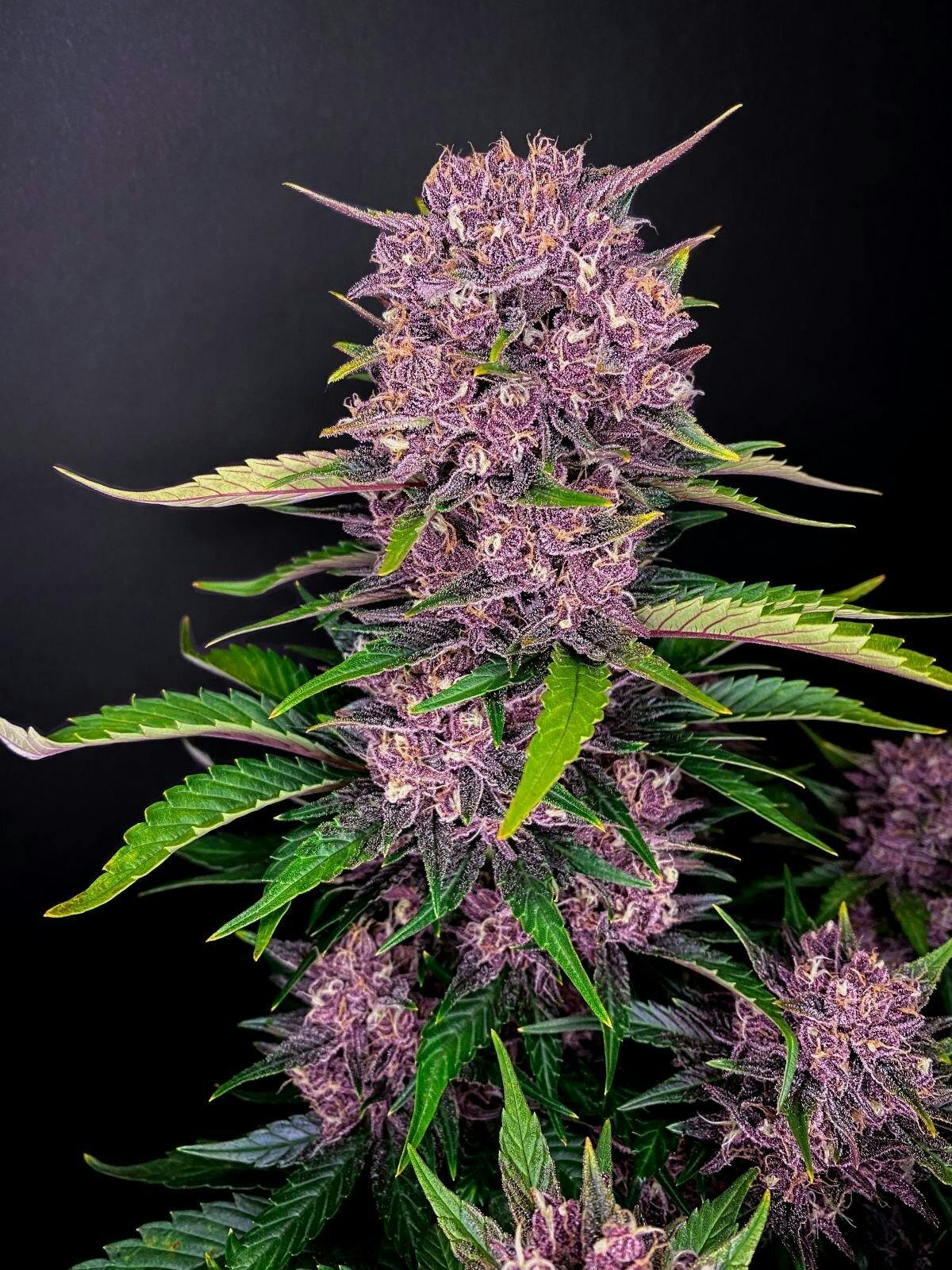 Photograph of product: UGS - Purple Lemonade (3 Pack) 420 FastBuds - Oui'd Auto-Flower Oui'd Seeds
