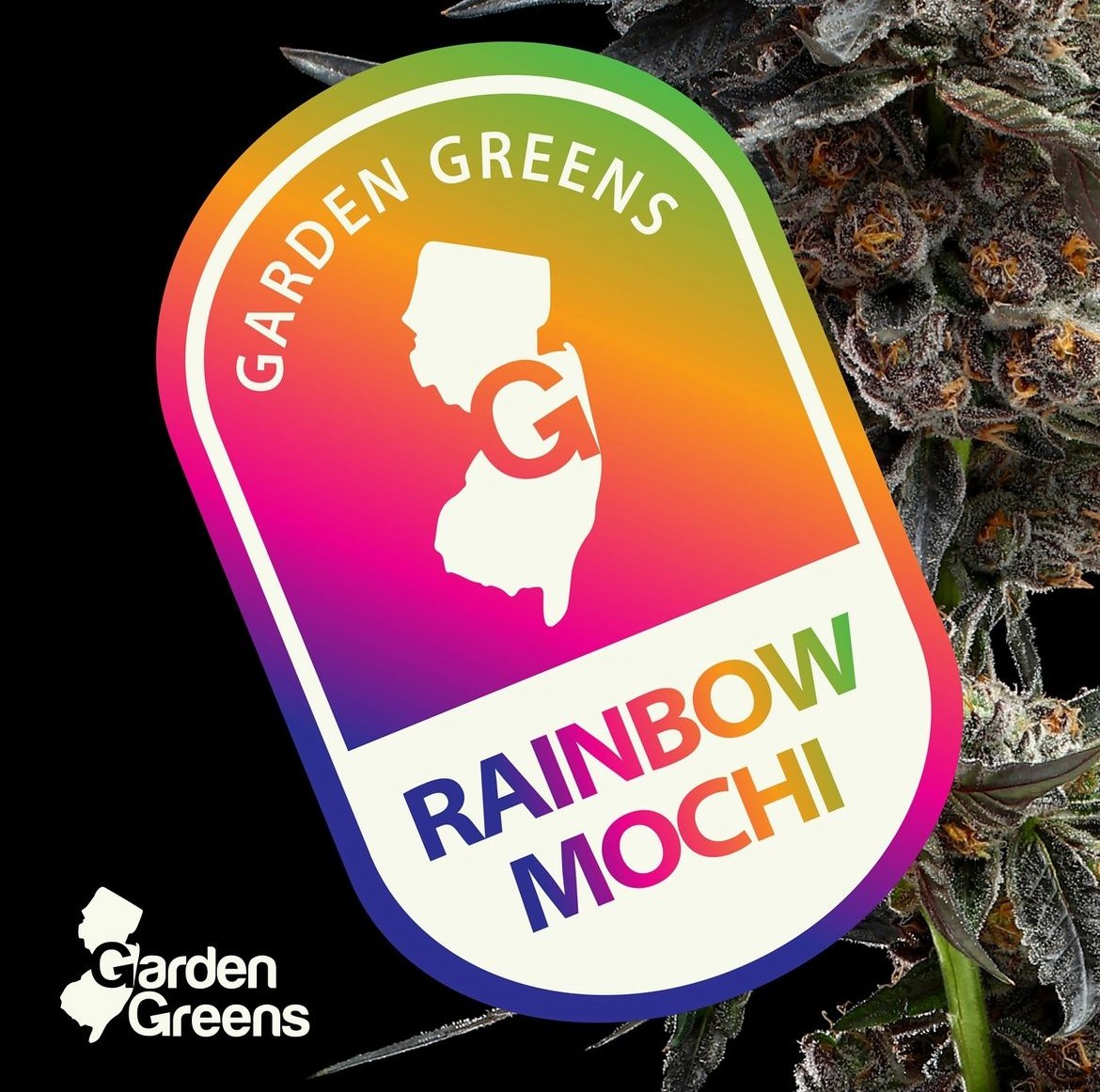 Photograph of product: Garden Greens - Rainbow Mochi - 3.5g - Flower