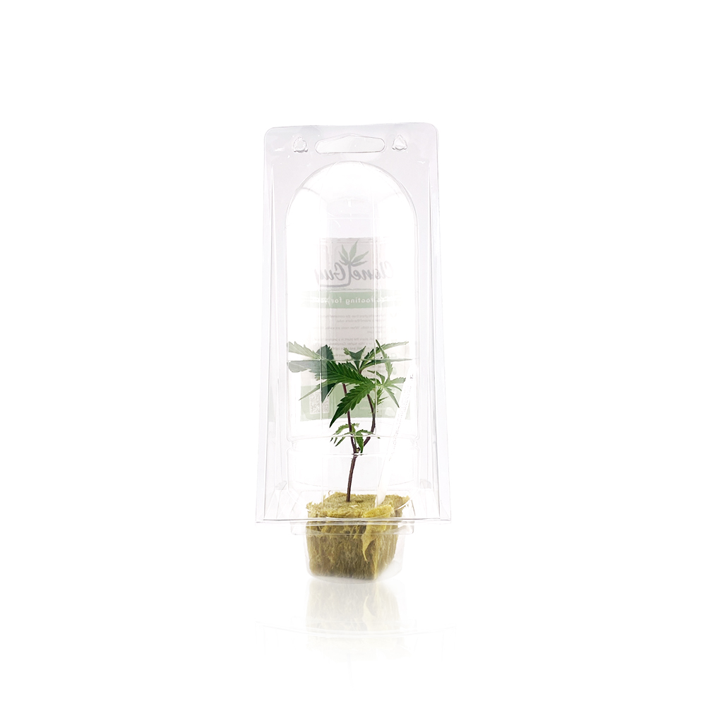 Photograph of product: CLONE GUY - Plant - Doja Gurl - TC - Clone