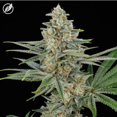 Photograph of product: Savvy Smalls 7g Yellow Haze OG S 25171