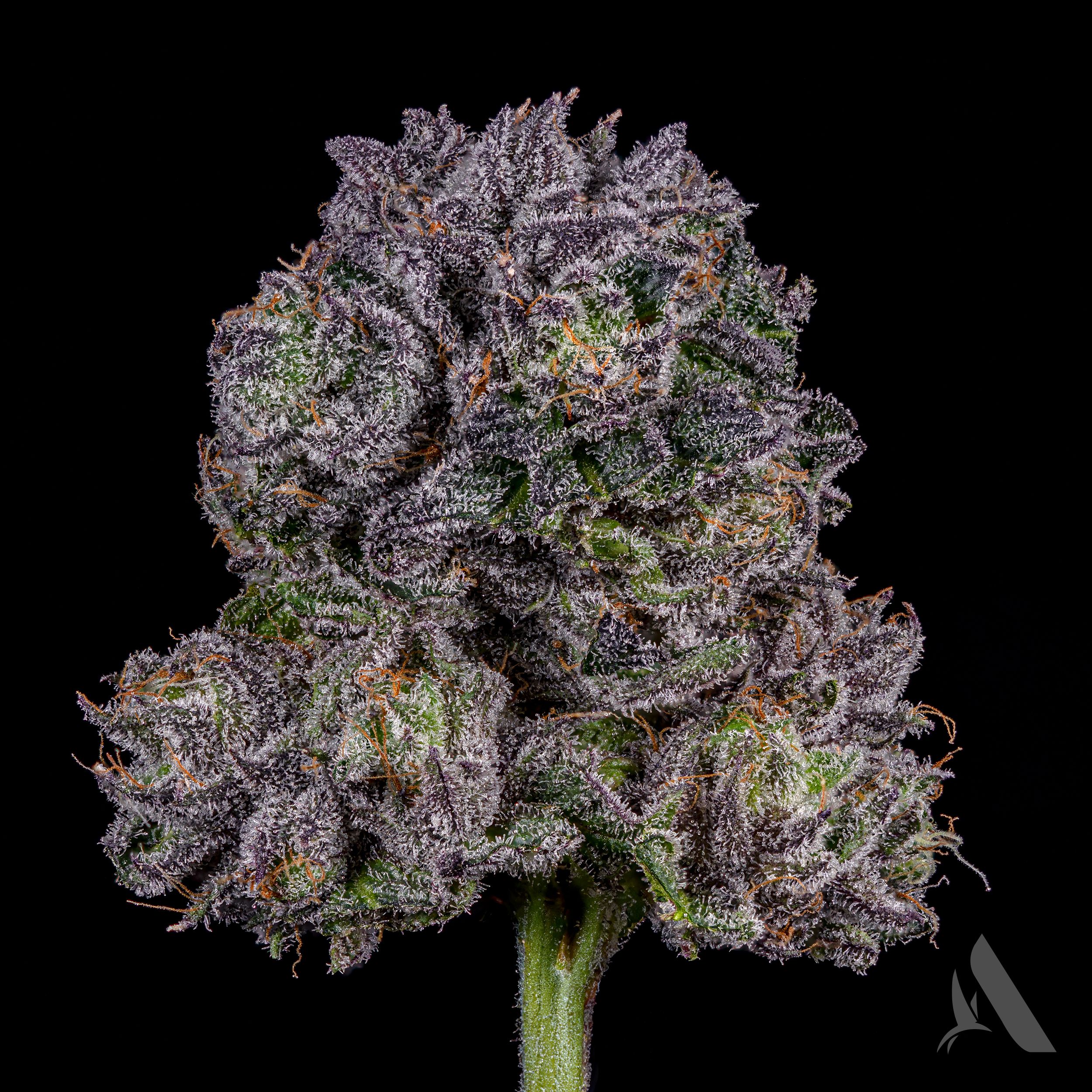 Photograph of product: GMO x Rootbeer Flower T19.32% H 00362 - 3.5g