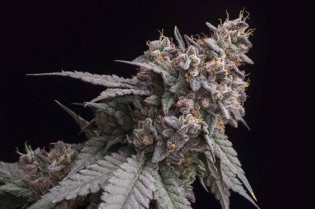 Photograph of product: Cherry Pie OG | 3.5g | TAC 28.69%