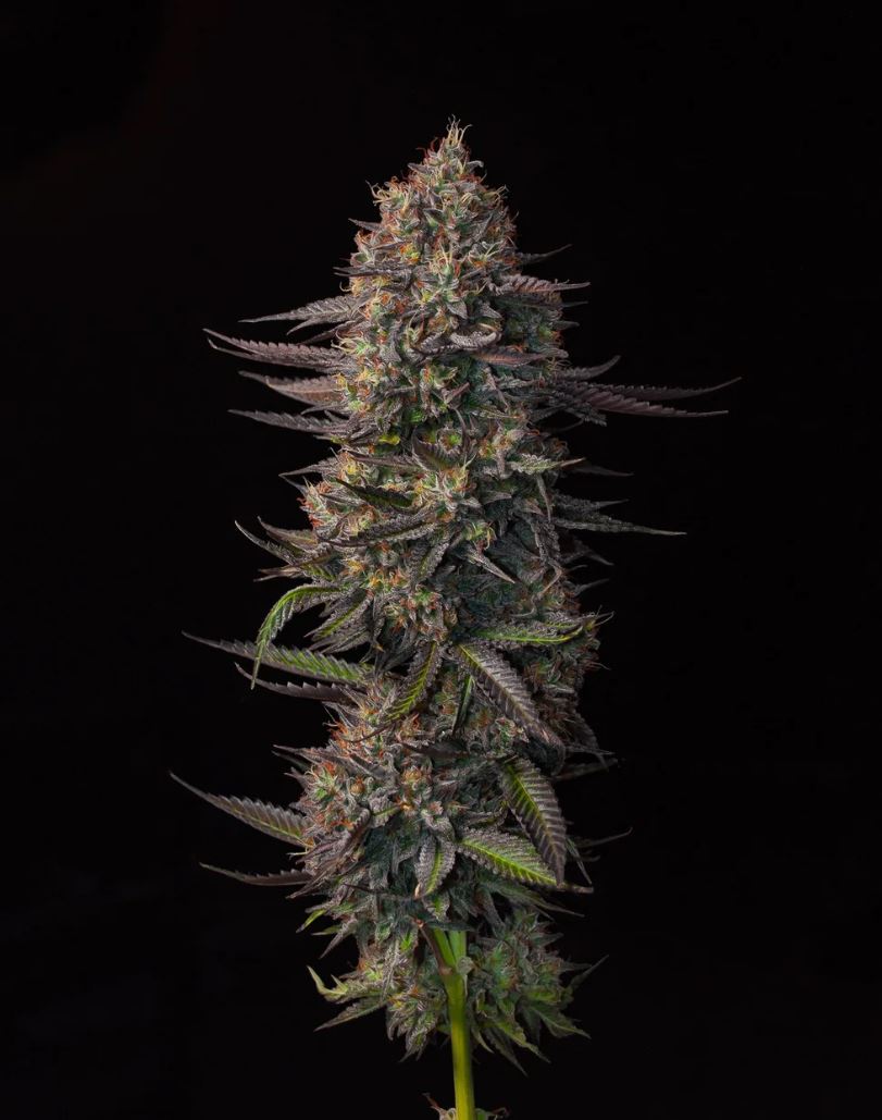 Photograph of product: Mo'Bama Smalls by Oregon Roots