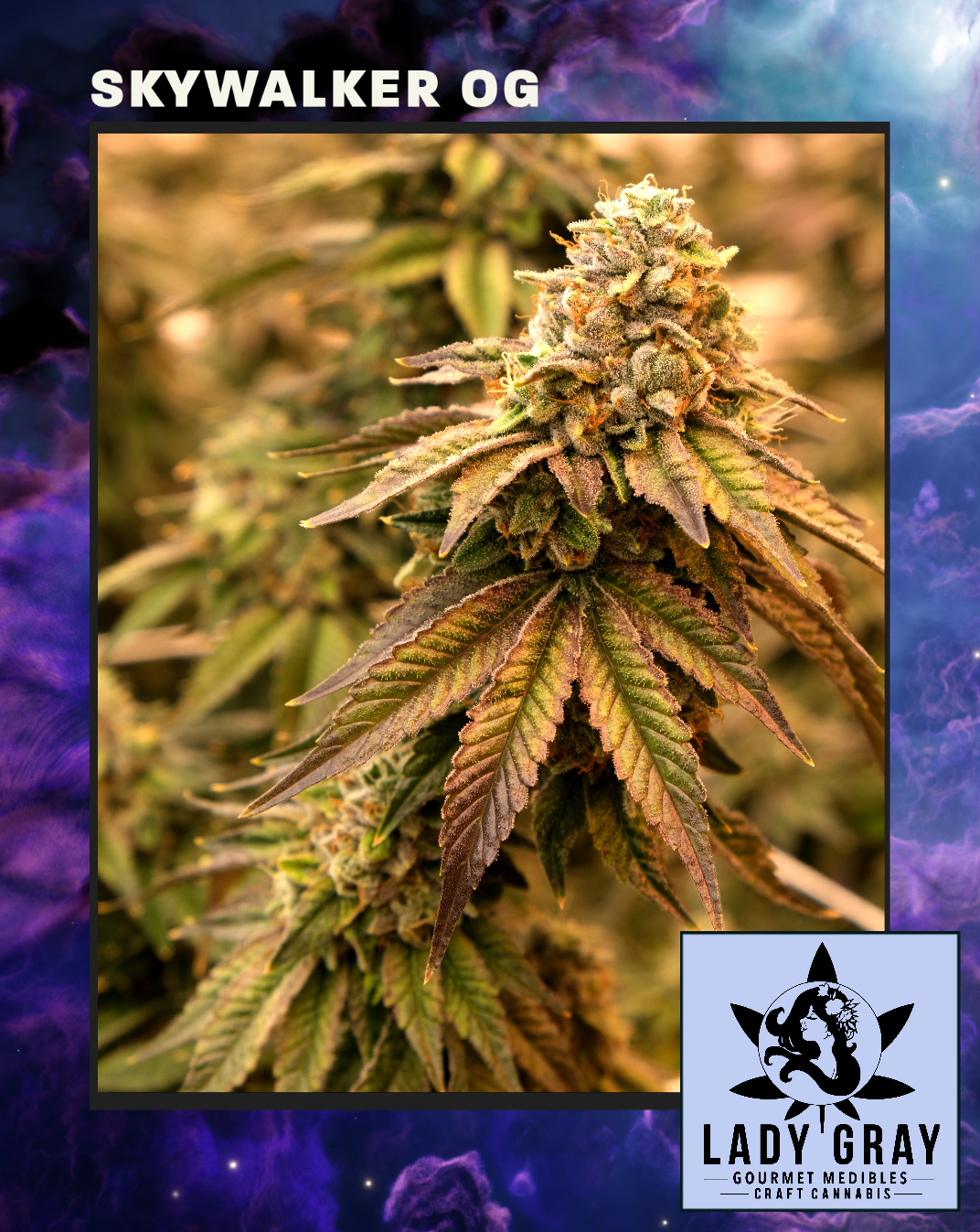 Photograph of product: Skywalker OG By Lady Gray*Final Price* - 1g