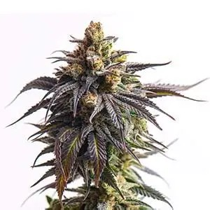 Photograph of product: High Octane Guava - 14g Flower