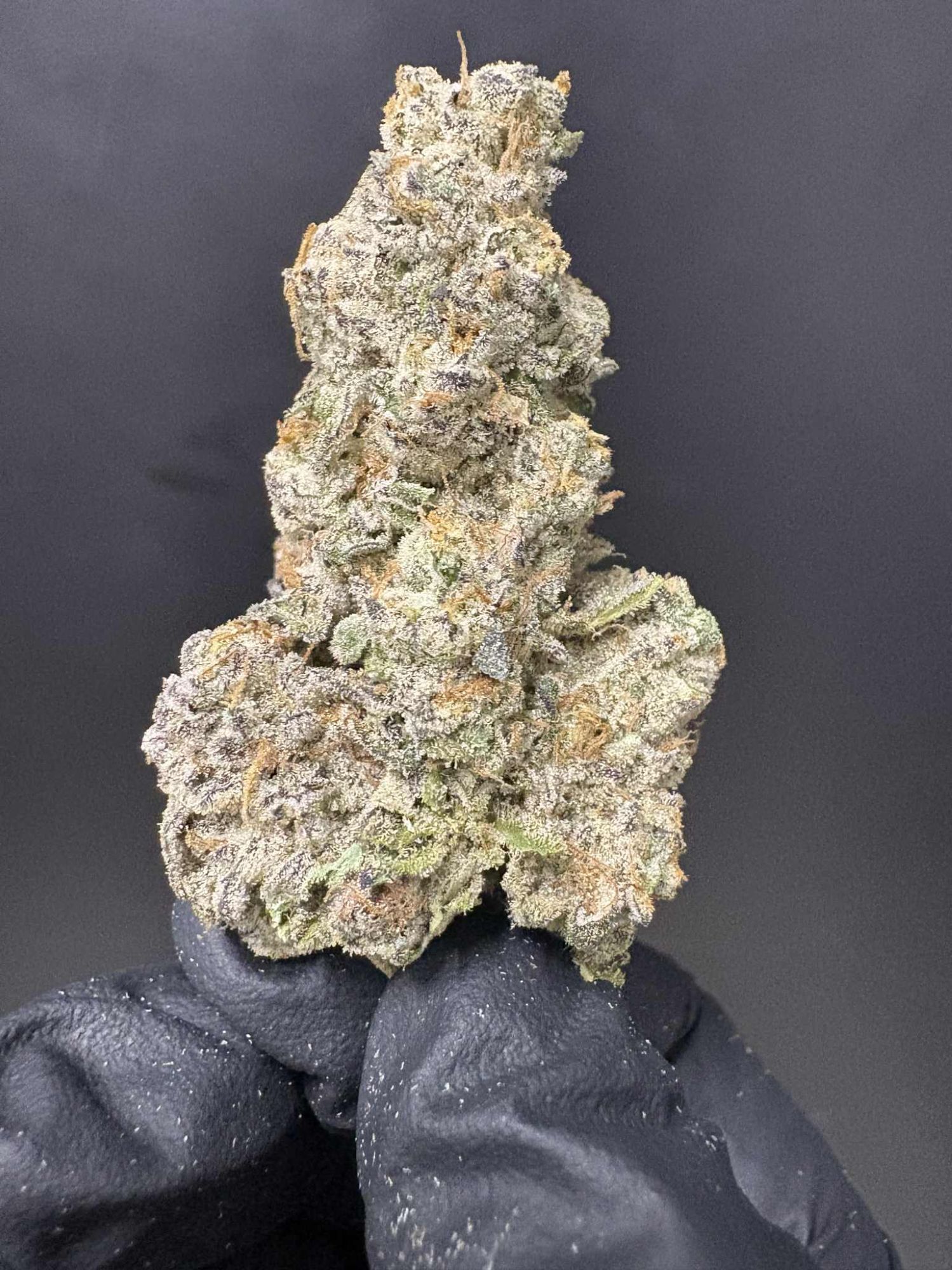 Photograph of product: Nighty Night | Freedom Green Farms | Bulk Flower