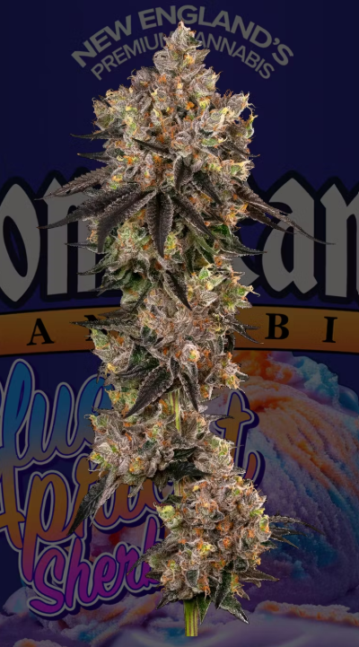 Photograph of product: Blue Apricot Sherbert - 3.5g