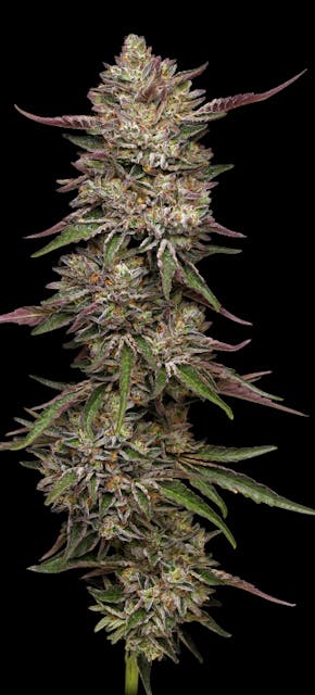 Photograph of product: Guzzlers | Feminized Seeds