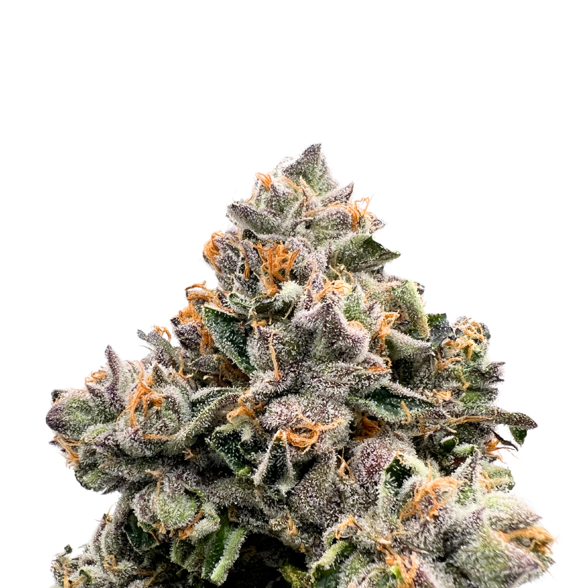Photograph of product: Baked Chicken Smalls Can | Jelly Fuel - 3.5g