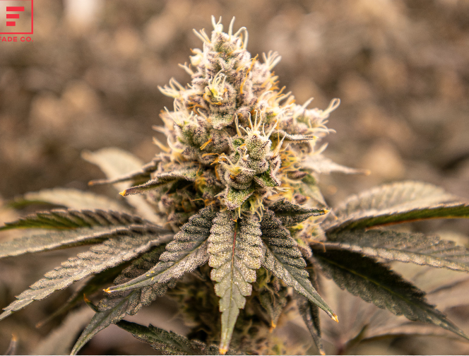 Photograph of product: Chocolatina Smalls 7g - Fade Co. (Pre-Pack)