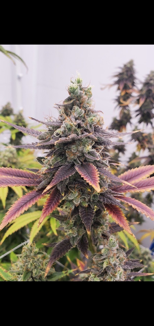 Photograph of product: J-B.A.M. | Nicole x Banana OG | 3.5g