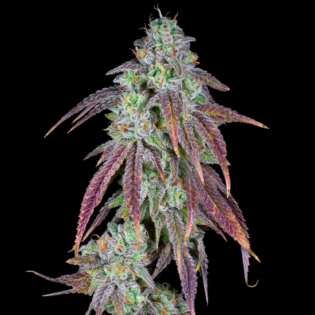 Photograph of product: Wojo Flower - Strawberry Candy - 3.5g