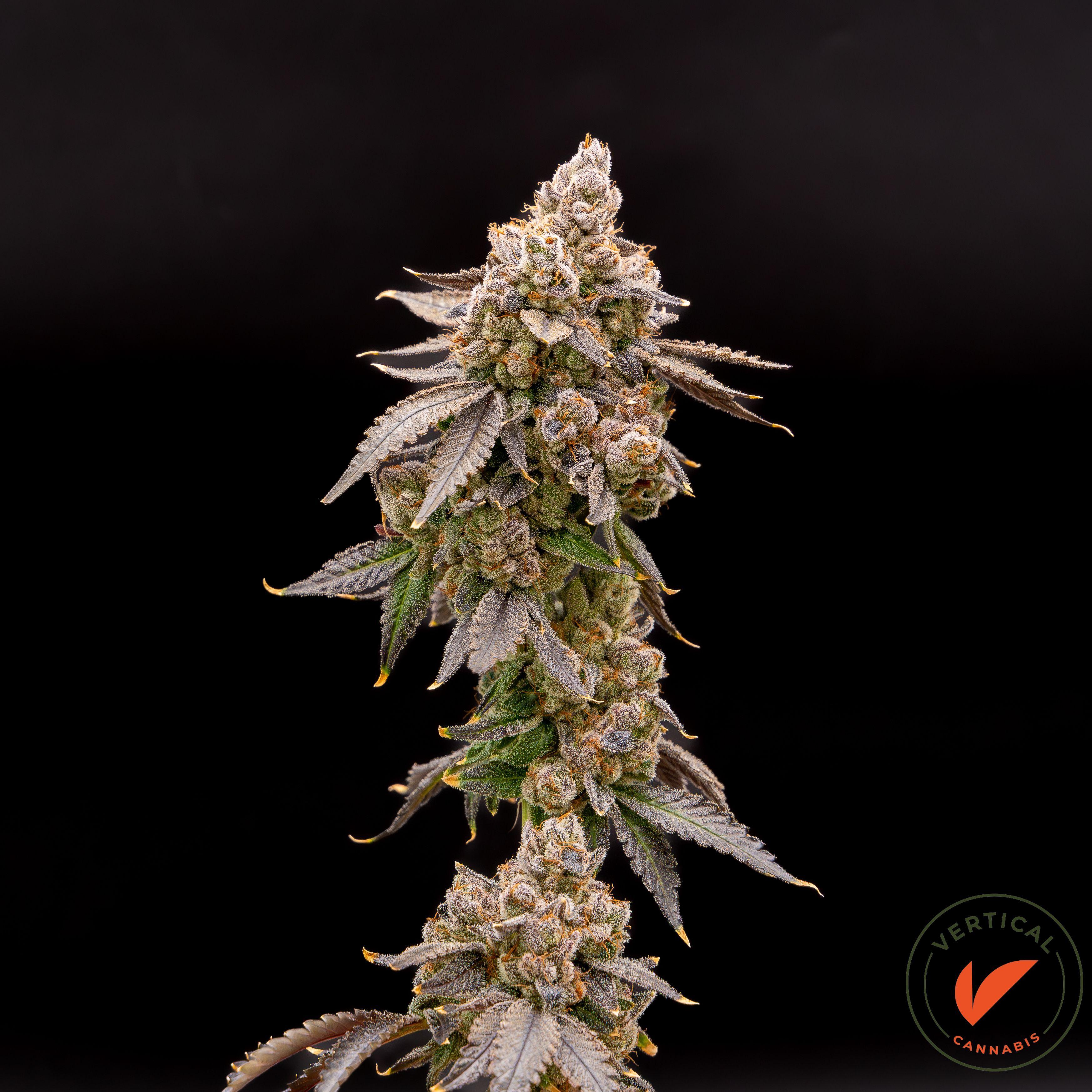 Photograph of Product: Vertical | Souffle - 3.5g