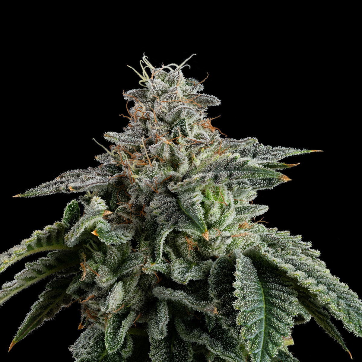 Photograph of product: Flower - Pie Dough - 3.5g