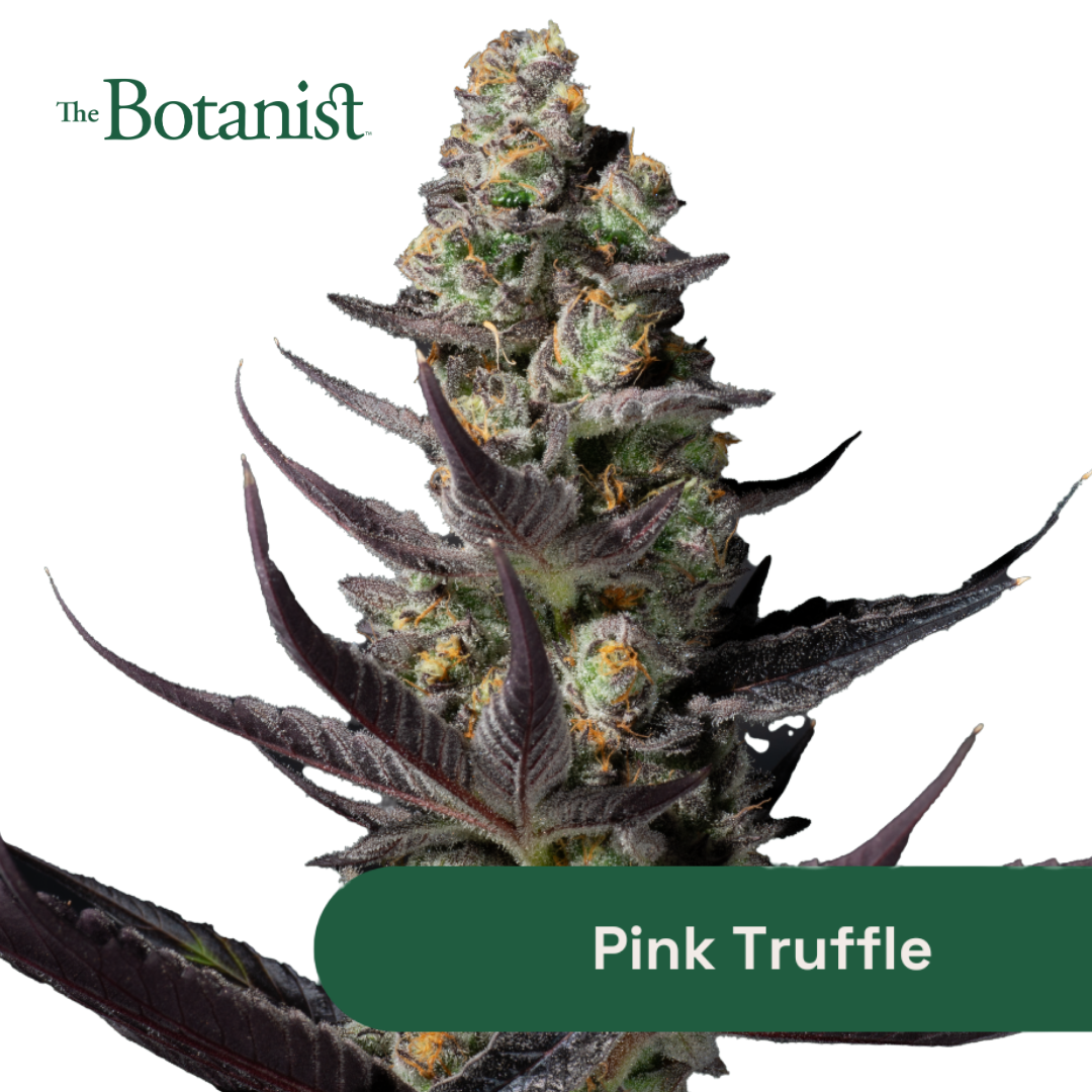 Photograph of product: Pink Truffle - 3.5g