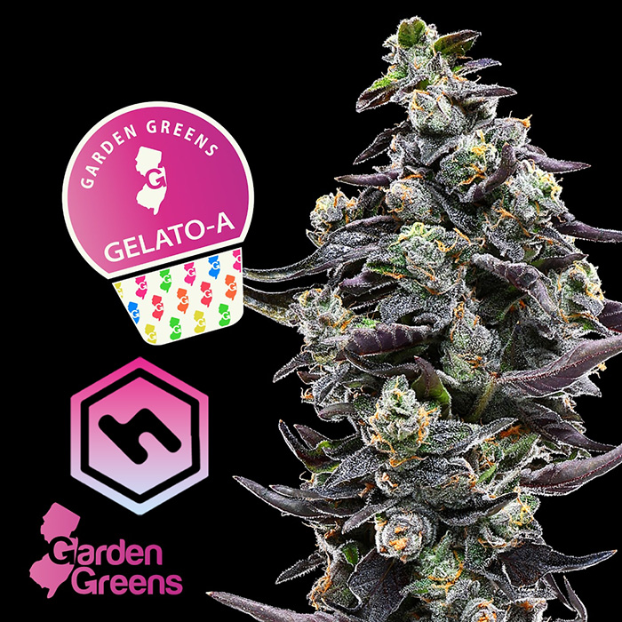 Photograph of product: Garden Greens | Gelato A | 7g