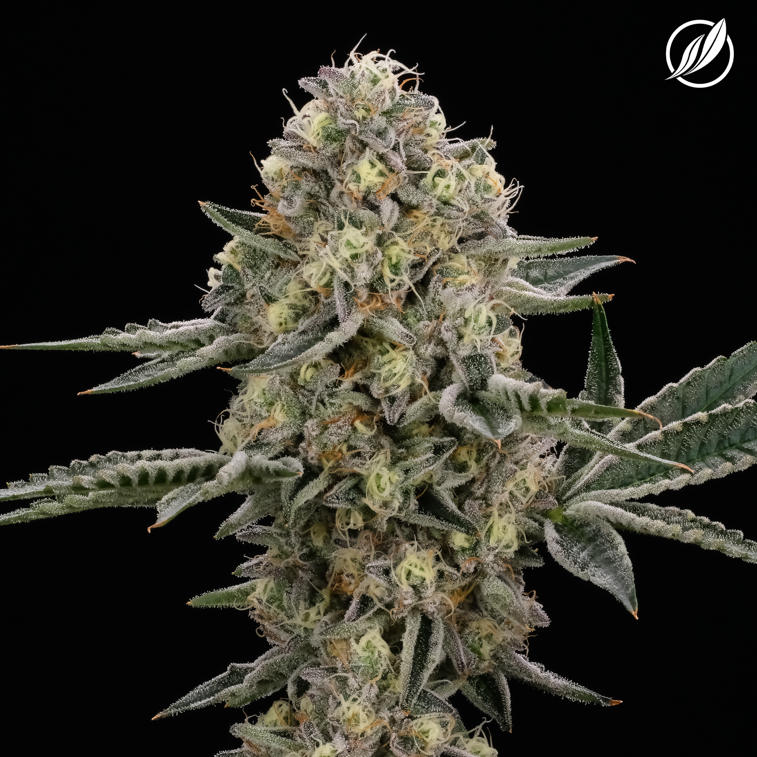 Photograph of product: Cold Bubba Kush Flower H 26219 (3.5g)