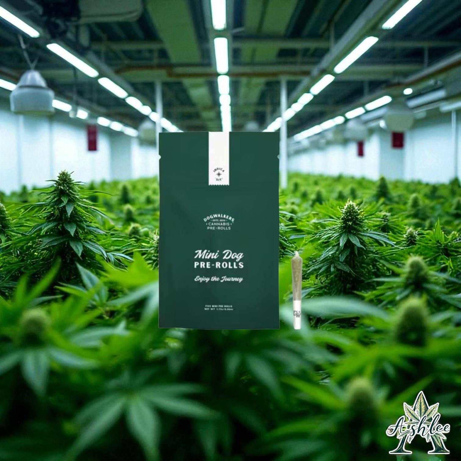 Photograph of product: CHEM SCOUT '87 - 1.75G - PRE ROLLS (STAY) - 1.75 G