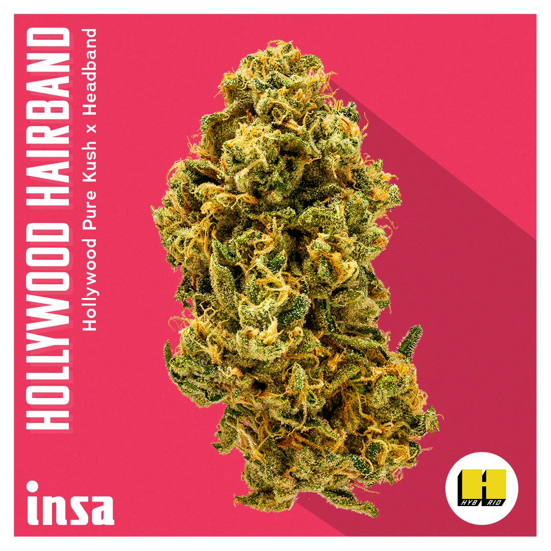 Photograph of product: I.N.S.A. | Flower | Hollywood Headband - 3.5g