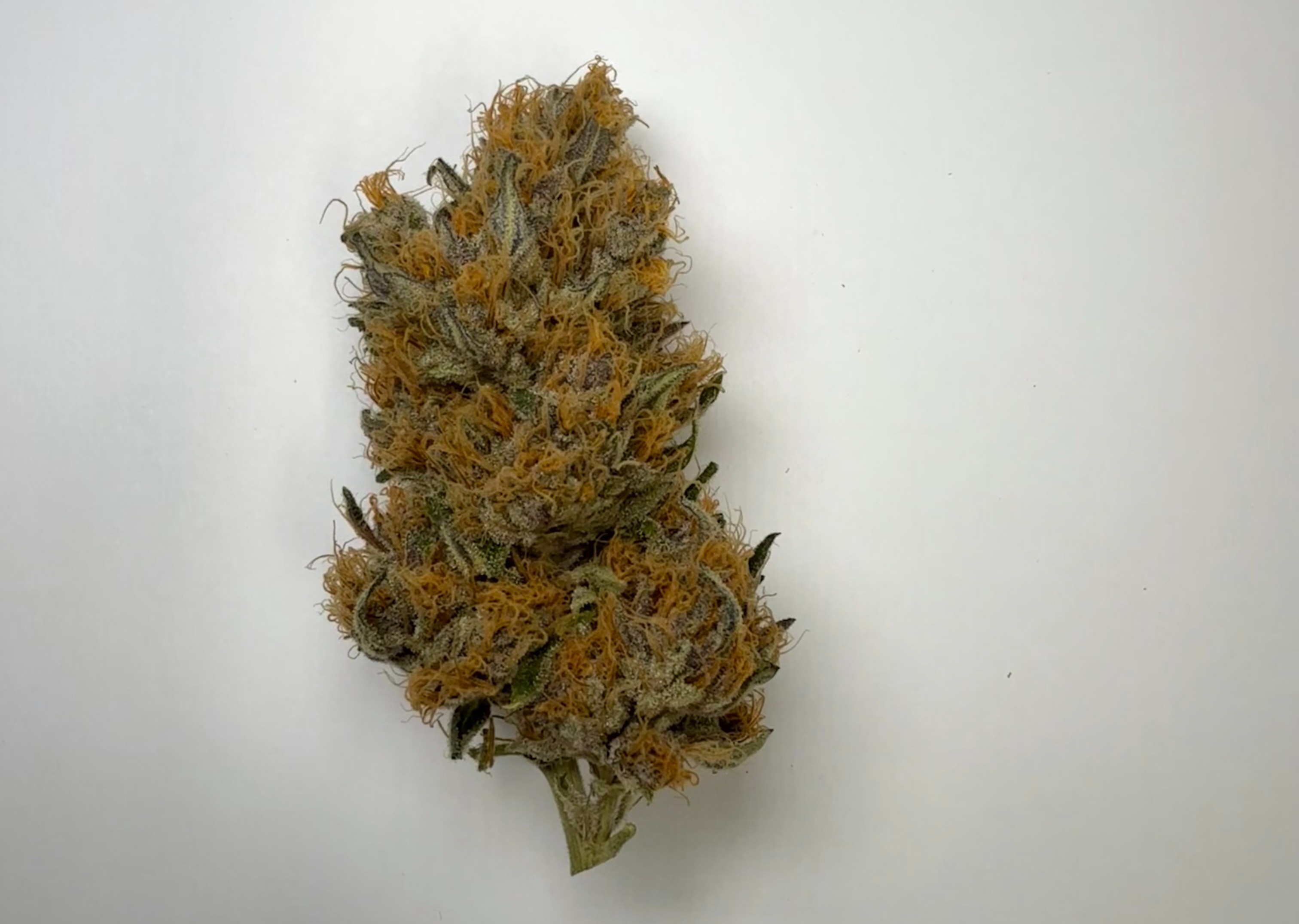 Photograph of product: Humboldt Headband - 3.54g