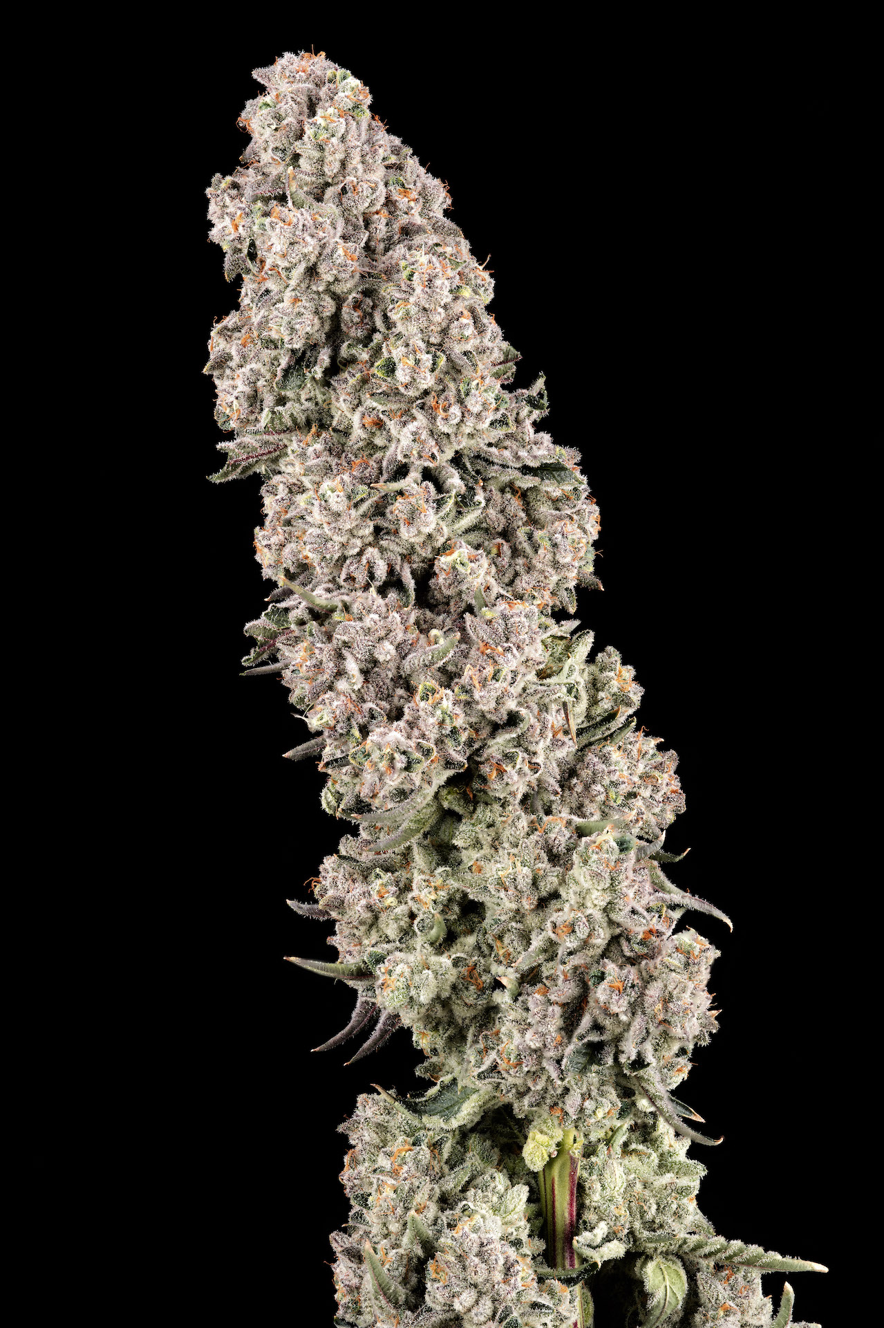 Photograph of product: LA Baker 3.5g - Garcia Hand Picked (Pre-Pack)