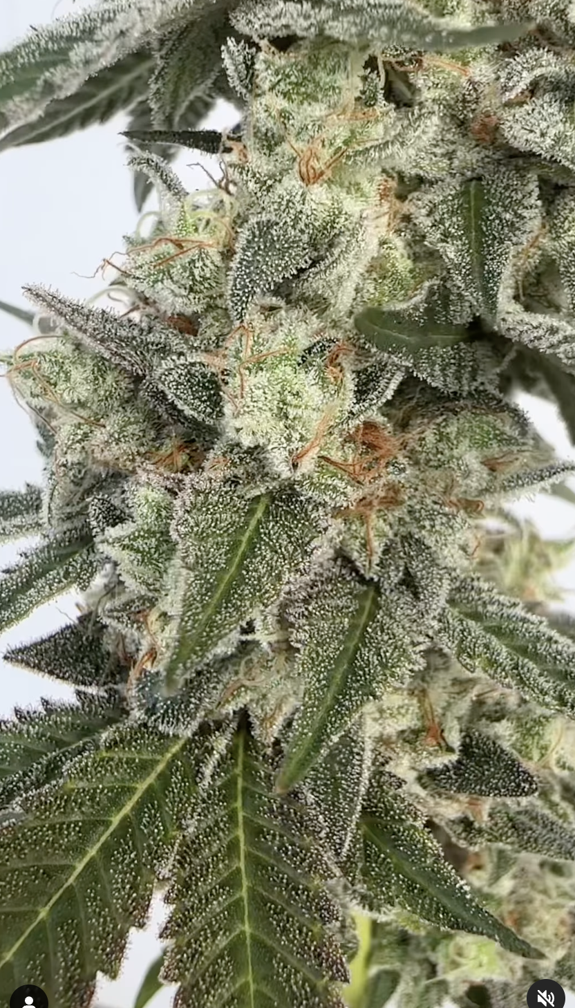 Photograph of product: Eugreen Farms | Strawberry Drip - 28g