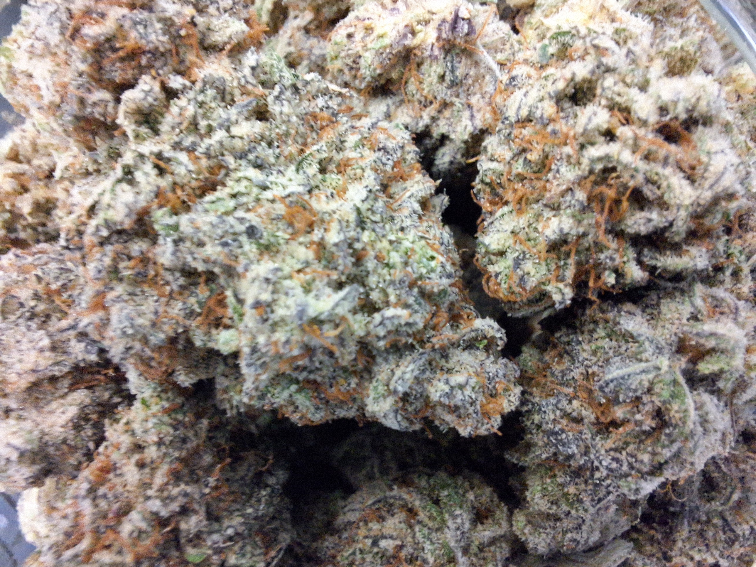 Photograph of Product: Compton Landrace | Grassroots - 2g