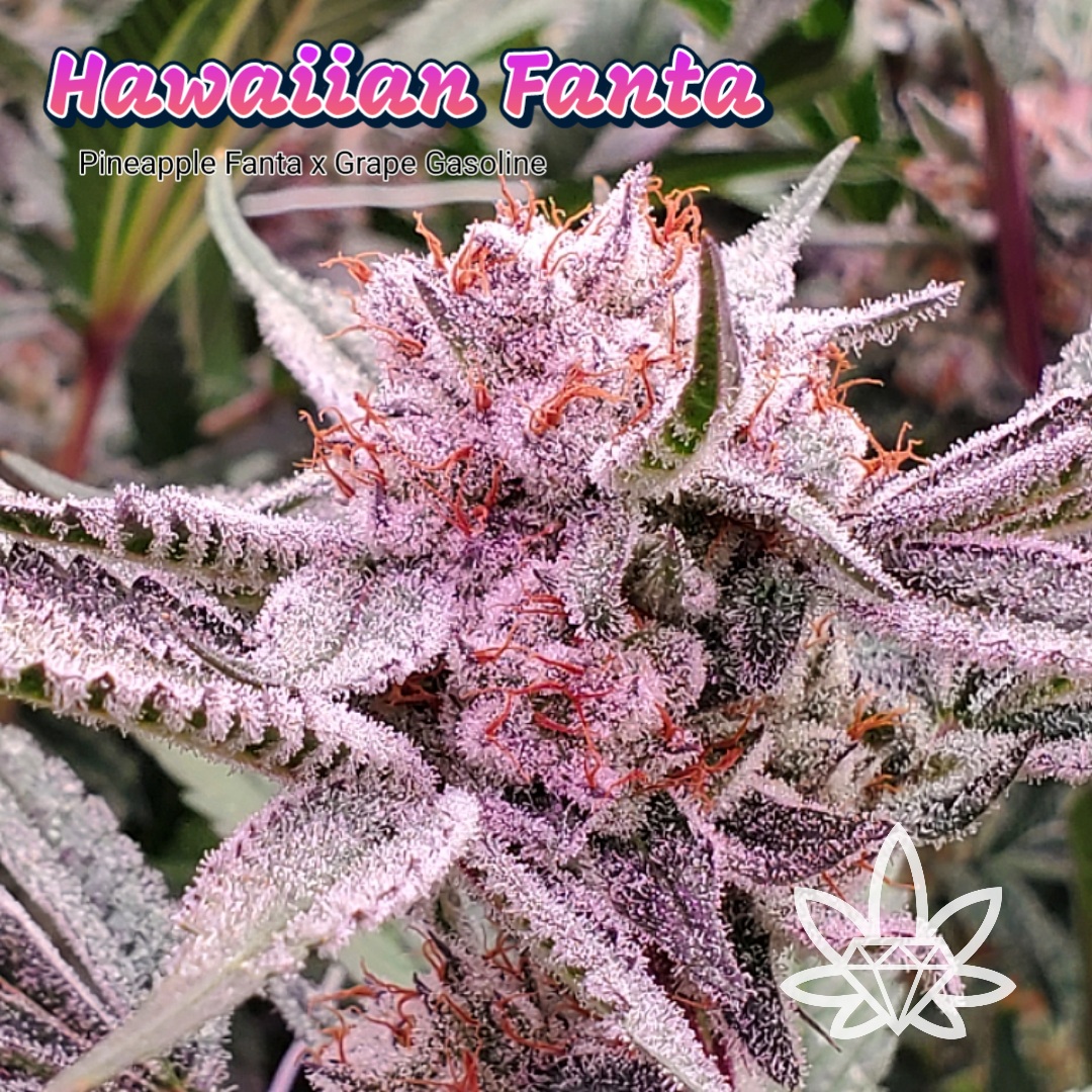 Photograph of product: Hawaiian Fanta [DOH] 2pk - by High End Farms