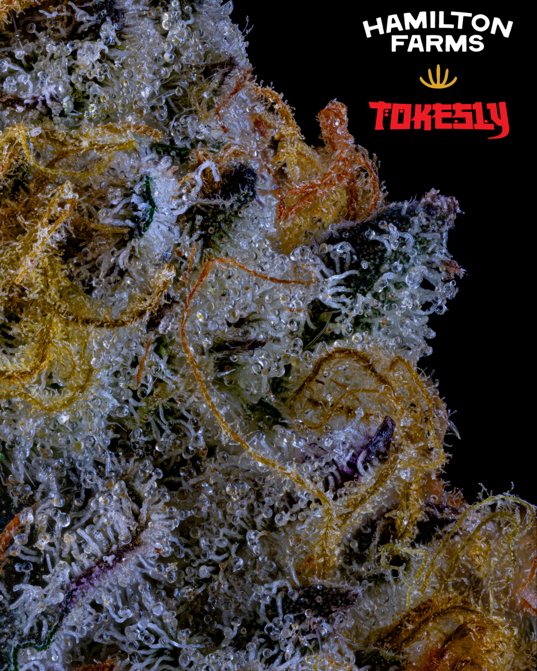 Photograph of product: Kush Berry Burger - 3.5g